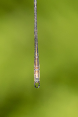 Synlestes selysi