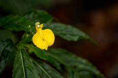 Impatiens delectans
