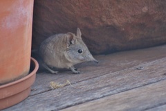 Elephantulus edwardii