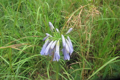 Agapanthus inapertus