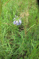Agapanthus inapertus
