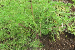 Pelargonium dolomiticum
