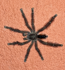 Avicularia hirschii