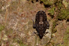 Errotasa neovalesiaca