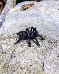 Avicularia purpurea
