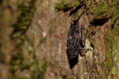 Errotasa neovalesiaca