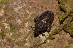 Errotasa neovalesiaca