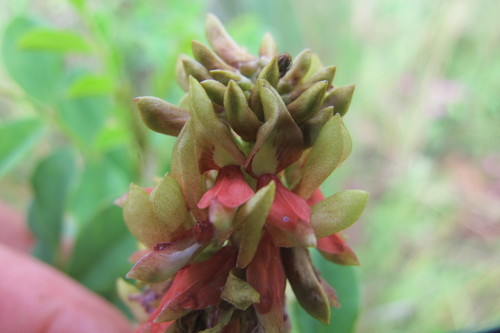 Image of Indigofera swaziensis by (c) James Deacon, some rights reserved (CC BY-SA)