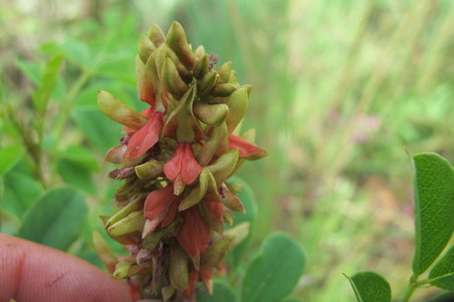 Image of Indigofera swaziensis by (c) James Deacon, some rights reserved (CC BY-SA)