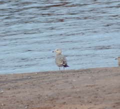 Larus argentatus × hyperboreus