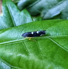 Pachitea subflava