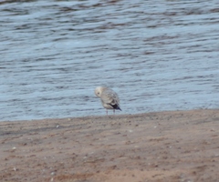 Larus argentatus × hyperboreus