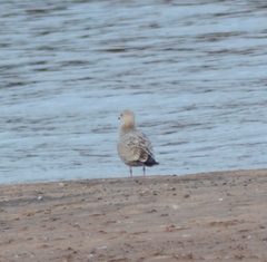 Larus argentatus × hyperboreus
