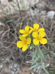 Physaria engelmannii