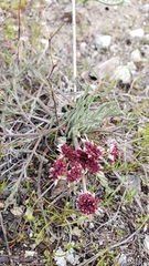Lomatium hooveri