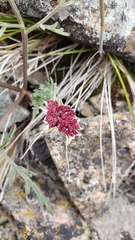 Lomatium hooveri