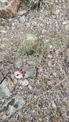 Lomatium hooveri