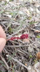 Lomatium hooveri