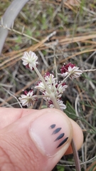 Lomatium hooveri