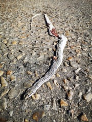 Psammophis leightoni