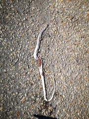Psammophis leightoni