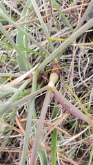 Lomatium hooveri
