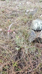 Lomatium hooveri