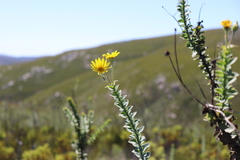 Osteospermum imbricatum