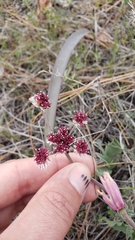 Lomatium hooveri