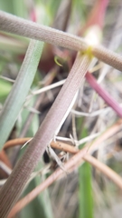 Lomatium hooveri