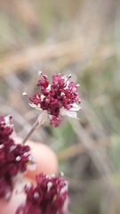 Lomatium hooveri