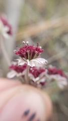 Lomatium hooveri