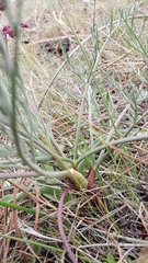 Lomatium hooveri