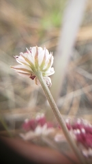 Lomatium hooveri