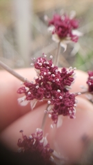 Lomatium hooveri