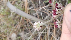 Lomatium hooveri