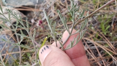 Lomatium hooveri
