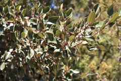 Cercocarpus fothergilloides