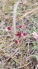 Lomatium hooveri
