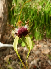 Caladenia thinicola