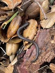 Batrachoseps nigriventris