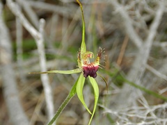 Caladenia thinicola