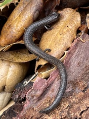 Batrachoseps nigriventris