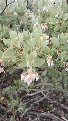Arctostaphylos viscida pulchella