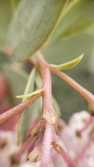 Arctostaphylos viscida pulchella