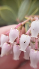 Arctostaphylos viscida pulchella