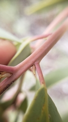 Arctostaphylos viscida pulchella