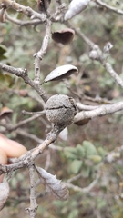 Disholcaspis simulata