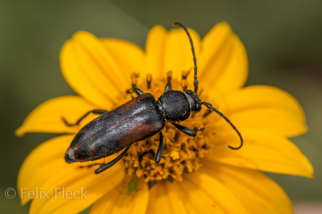 Ochraethes palmeri