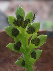 Fabraea rhytismoidea